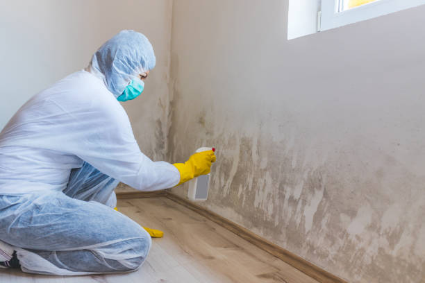 Licensed Mold Remediation service in Plainsboro, NJ - WQB Mold Removal