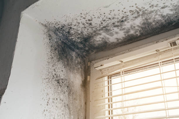 Affordable Mold Remediation solutions in Plainsboro, NJ